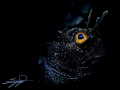 Snooted Blenny 